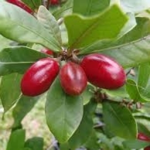 magic berry plant homegrown nursery