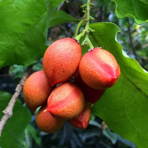 Peanut butter fruit homegrown nursery