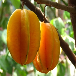 Star Fruit B17