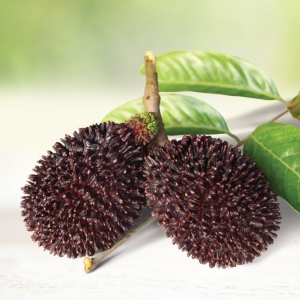 Pulasan P15