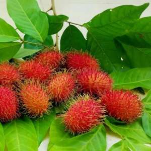 Rambutan N18