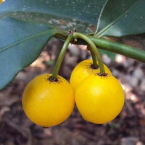 lemon dew mangosteen