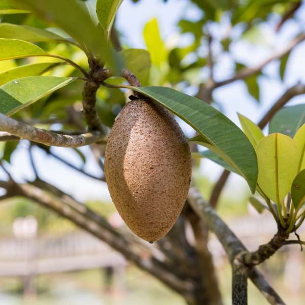 sapota homegrown thailand