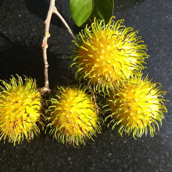 rambutan muar gading