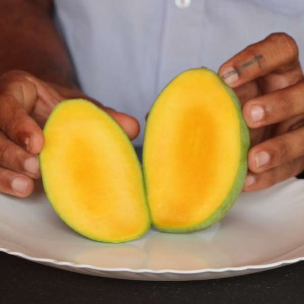 colomb mango