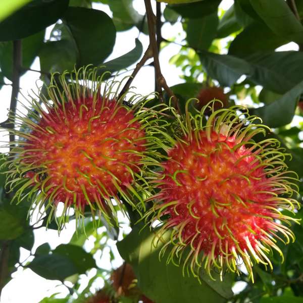 emas jarum rambutan