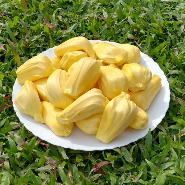 Jackfruit J33