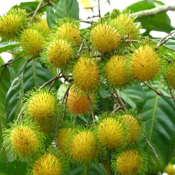 Rambutan E35 yellow