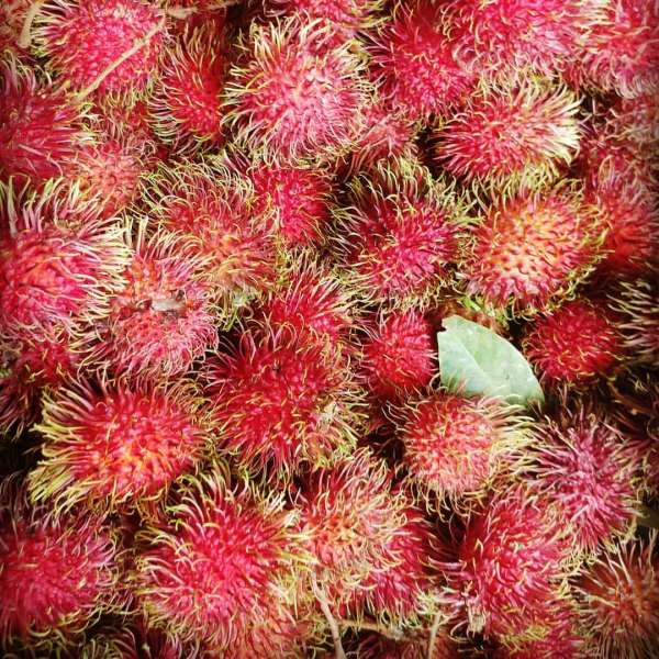 Rambutan Maharlika