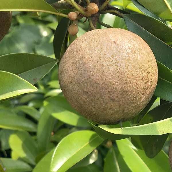 sapota chikku kalapatti homegrown