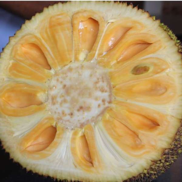 orange jackfruit