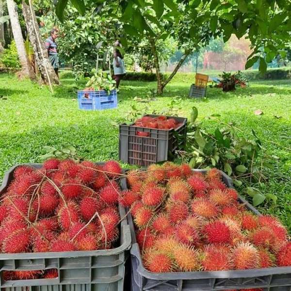 N18 fruit harvest 