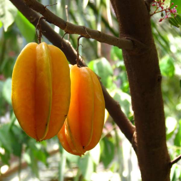 carambola starfruit 