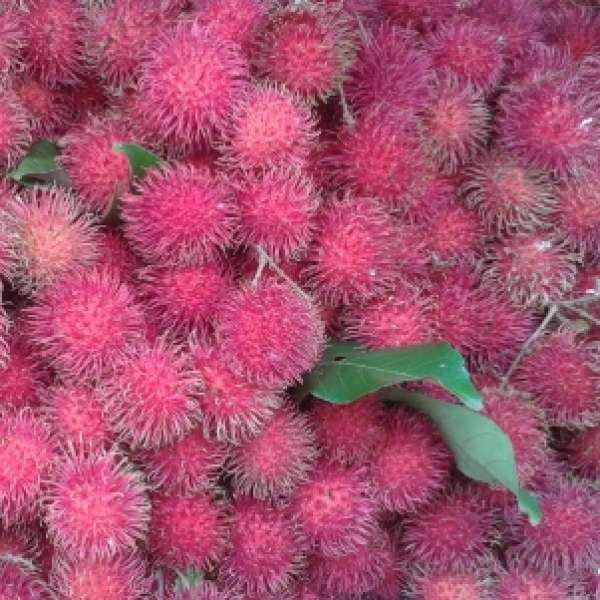 Rambutan malwana red srilanka