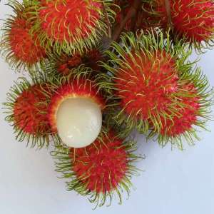 jarum emas rambutan