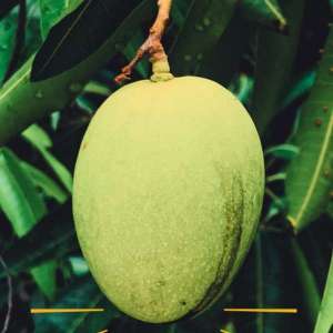 mango all season 