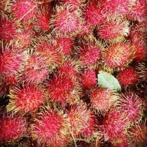 Rambutan Maharlika