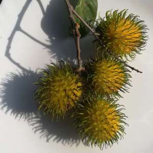 Yellow Rambutan