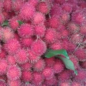 Rambutan malwana red srilanka