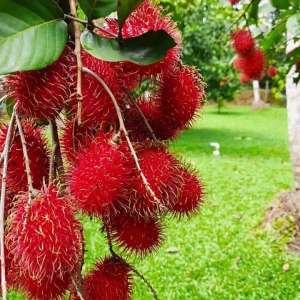 Rambutan N18  bunch