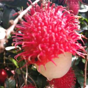 fruit open rambutan