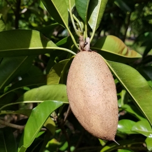 Sapota Chikku thai bananna homegrown biotech